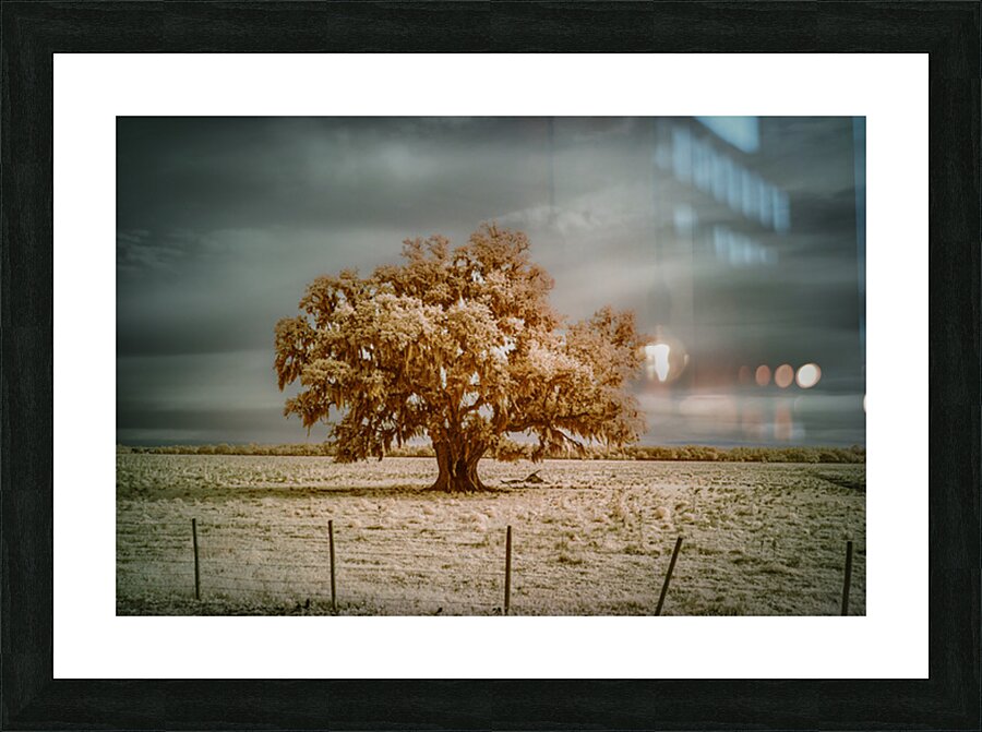 Southern Sentinel: Live Oaks Dream Picture Frame print