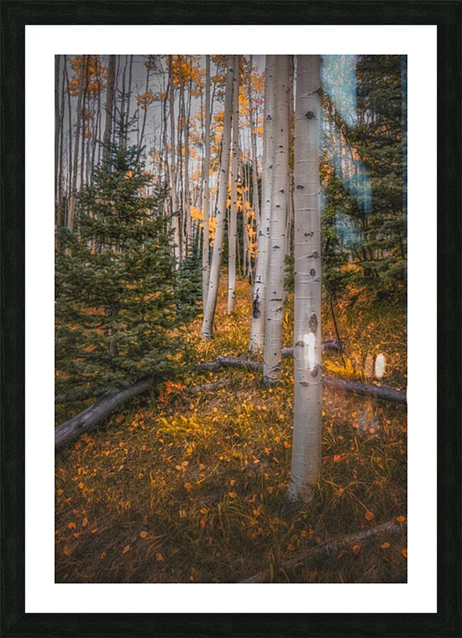 Eternal transition of the forest Impression et Cadre photo