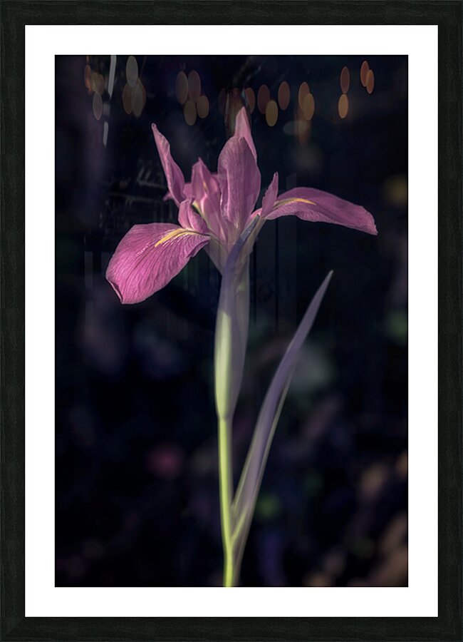 Pink Petals Eloquent Contrast Picture Frame print