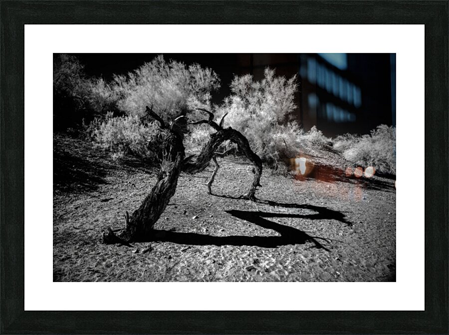 Desert Trees Shadowy Dance Picture Frame print