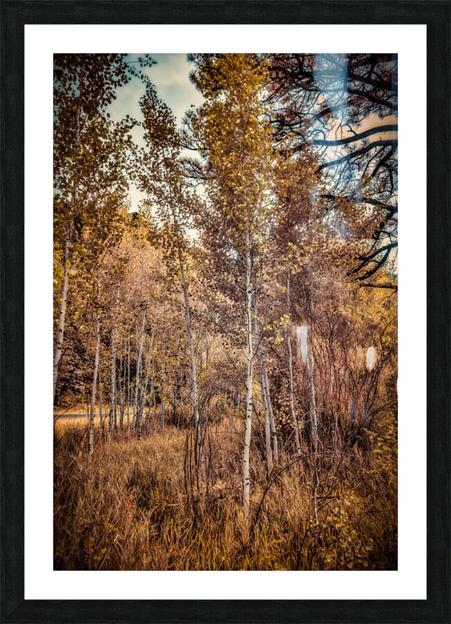 Serenade of Fall Foliage Picture Frame print