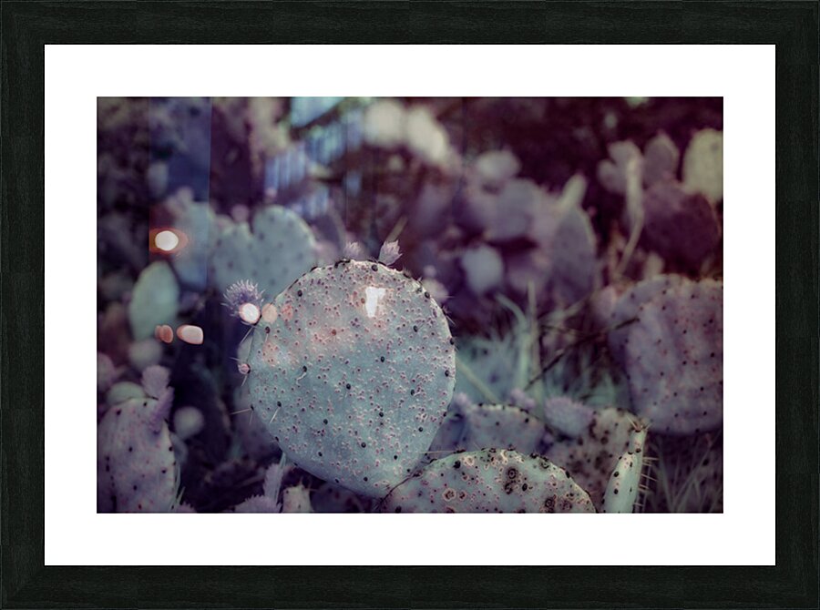 Desert Shadows: Purple Infrared Texas Cactus Picture Frame print