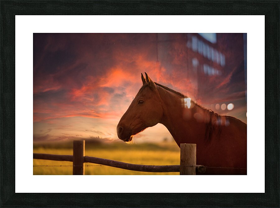 Dreams Beyond the Fence Picture Frame print