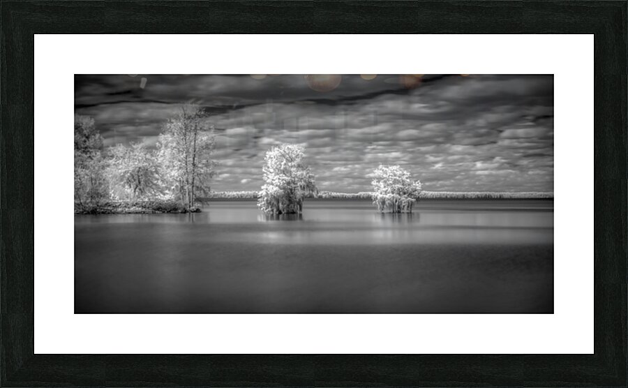 Off Shore Bald Cypress Picture Frame print