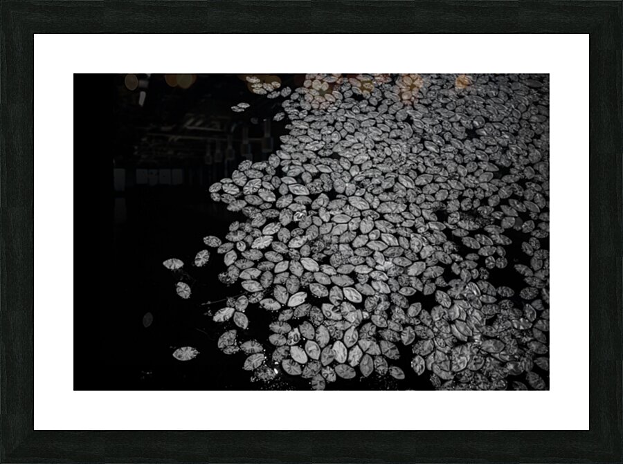 Lily Pad Dance Picture Frame print