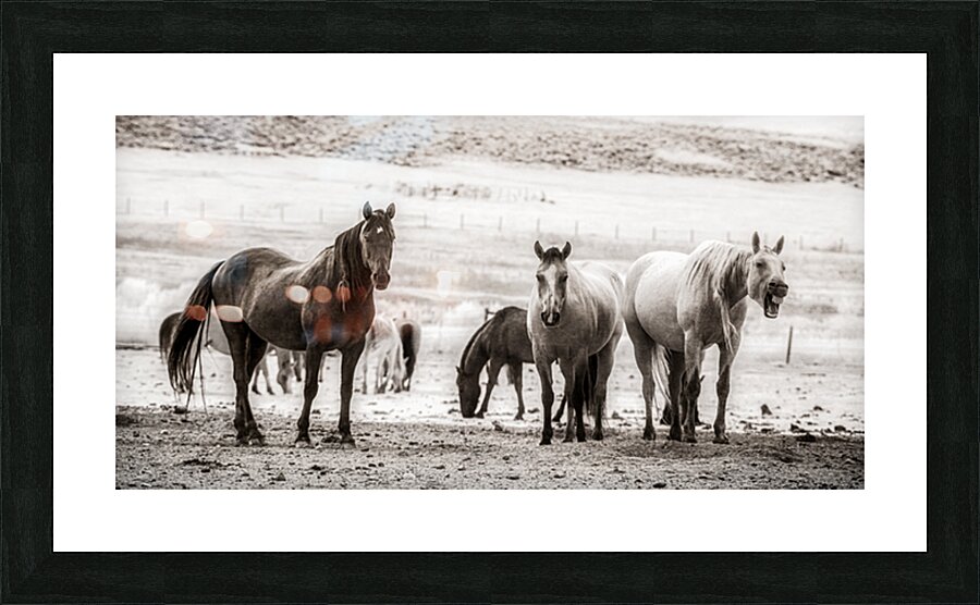 Wild Bonds   Wyoming Fellowship Impression et Cadre photo