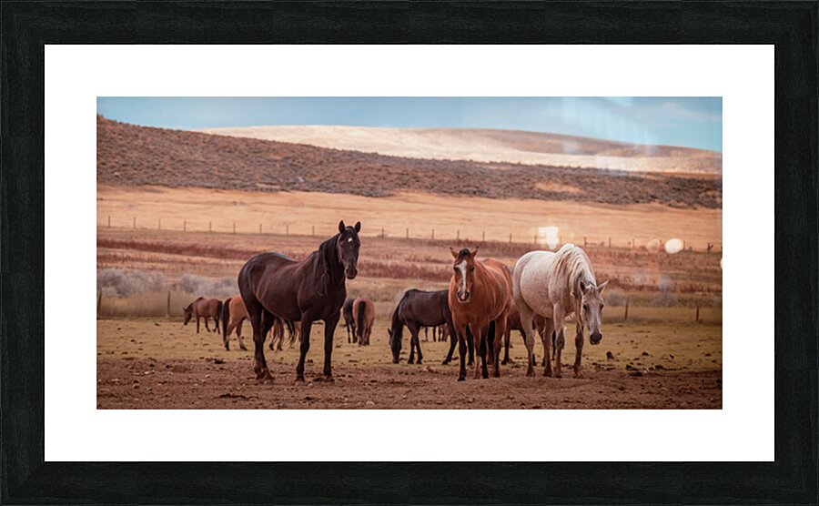 Wild Freedom   Wind River Guardians Picture Frame print