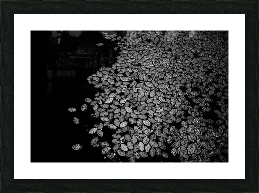 Lily Pad Dance Impression et Cadre photo