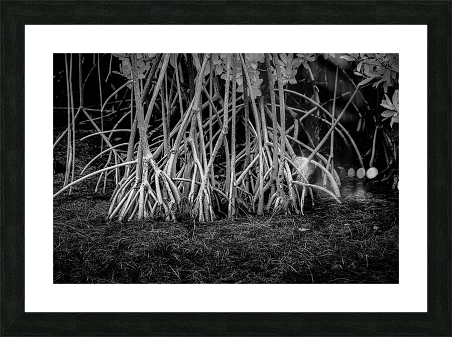 Enchanting Mangrove Tapestry: A Dance of Light and Shadows Picture Frame print
