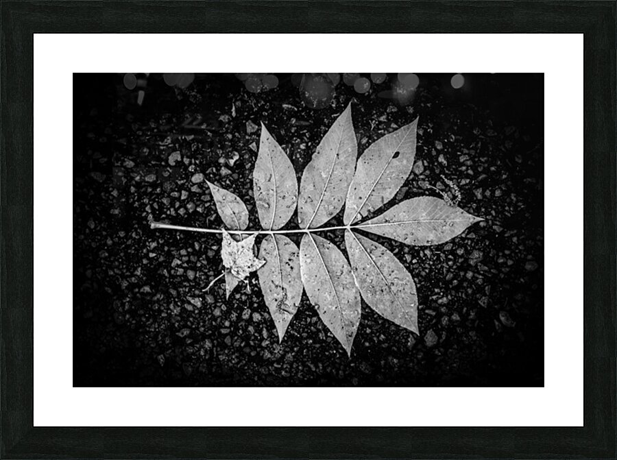 Autumns Solitude: Single Leaf Portrait Impression et Cadre photo