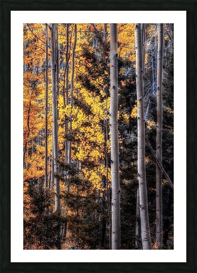 Warmth Amidst the Shadows Picture Frame print