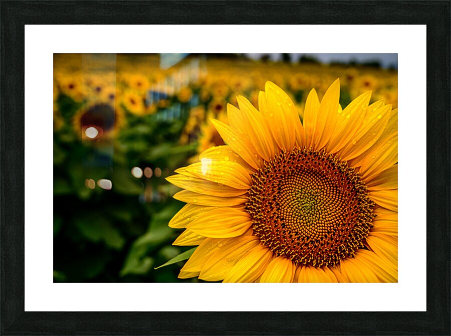 Corner Sunflower: A Radiant Touch of Natures Beauty Picture Frame print