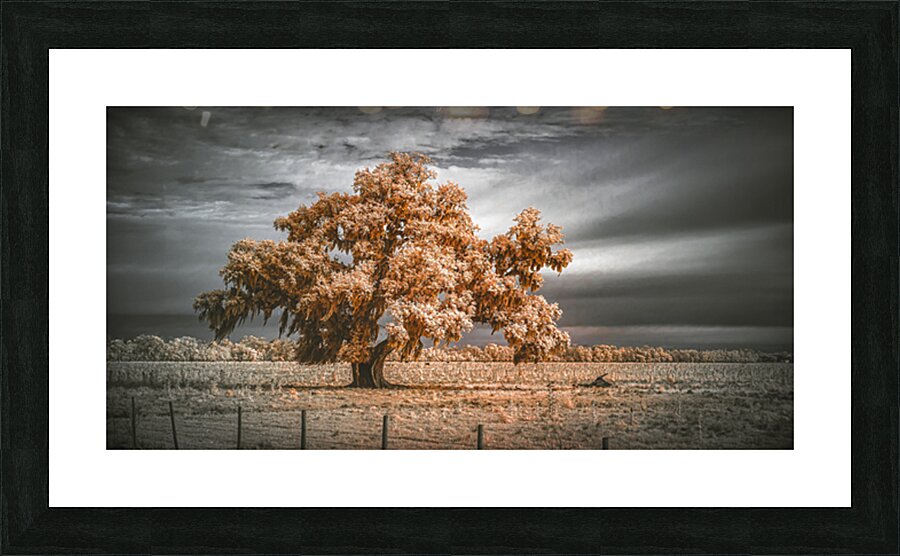 Guardian of the Bayou Country Picture Frame Printing