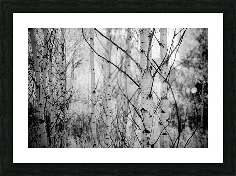 Contrasts in Woodland Quiet Picture Frame print