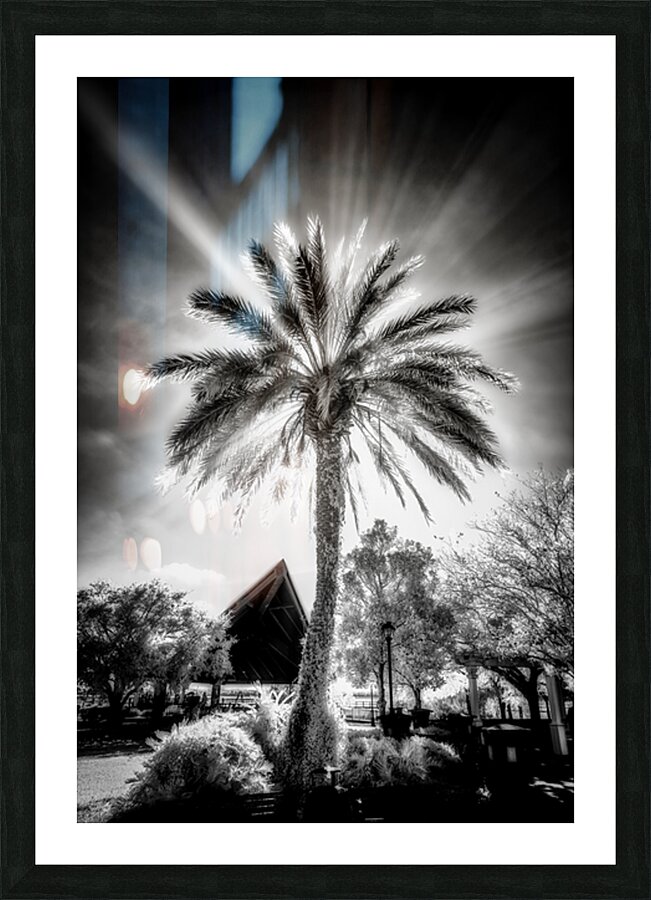 Halo of Fronds Impression et Cadre photo