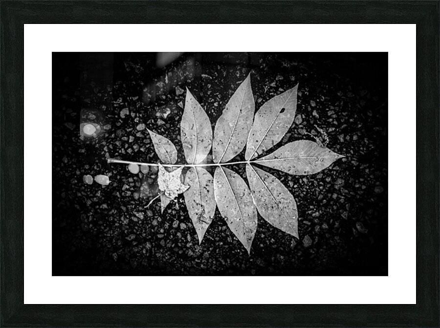 Natures Blueprint Impression et Cadre photo