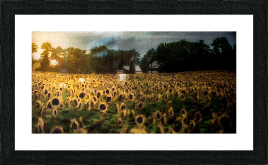 The Field That Remembers the Sun Picture Frame print