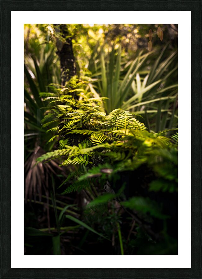 Emerald Awakening: Ferns in the Morning Light Impression et Cadre photo