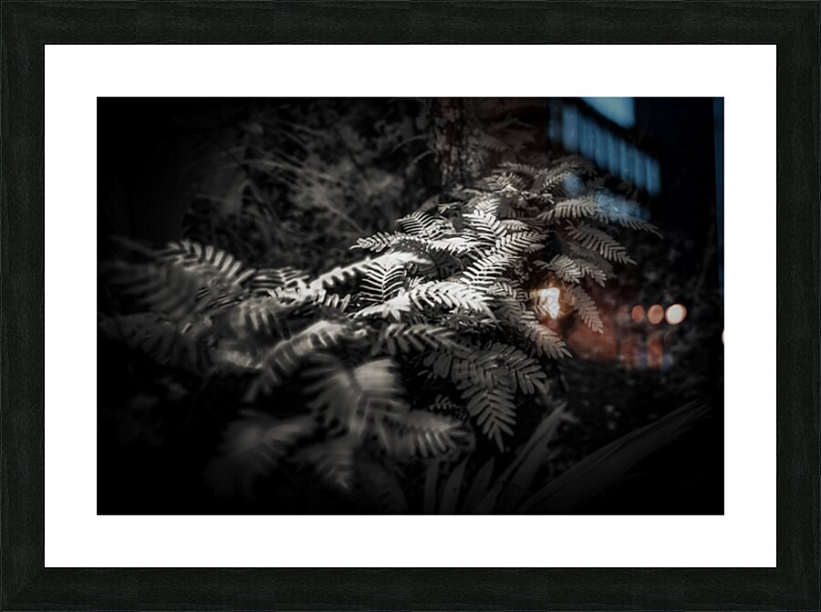 Ethereal Ferns: Whispers Beneath the Canopy Picture Frame print