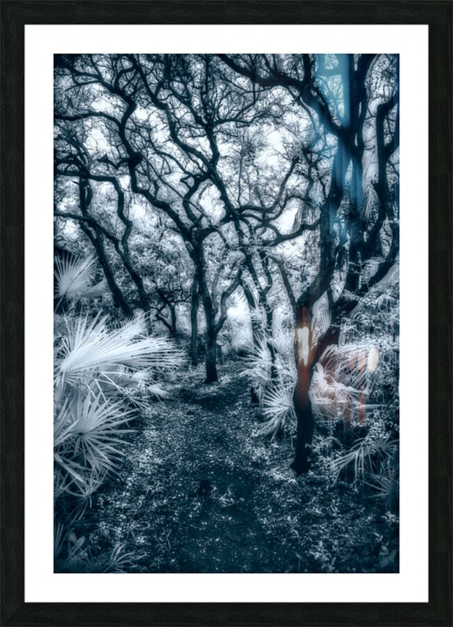 Enchanted Passage: Blue Dawn in the Oaks Picture Frame print