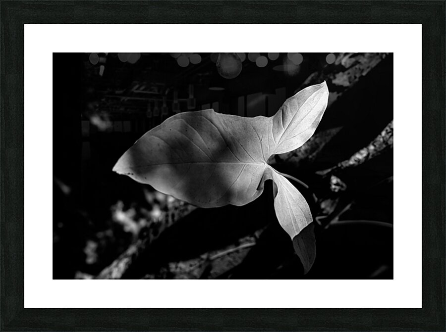 Two Notes of Light Impression et Cadre photo