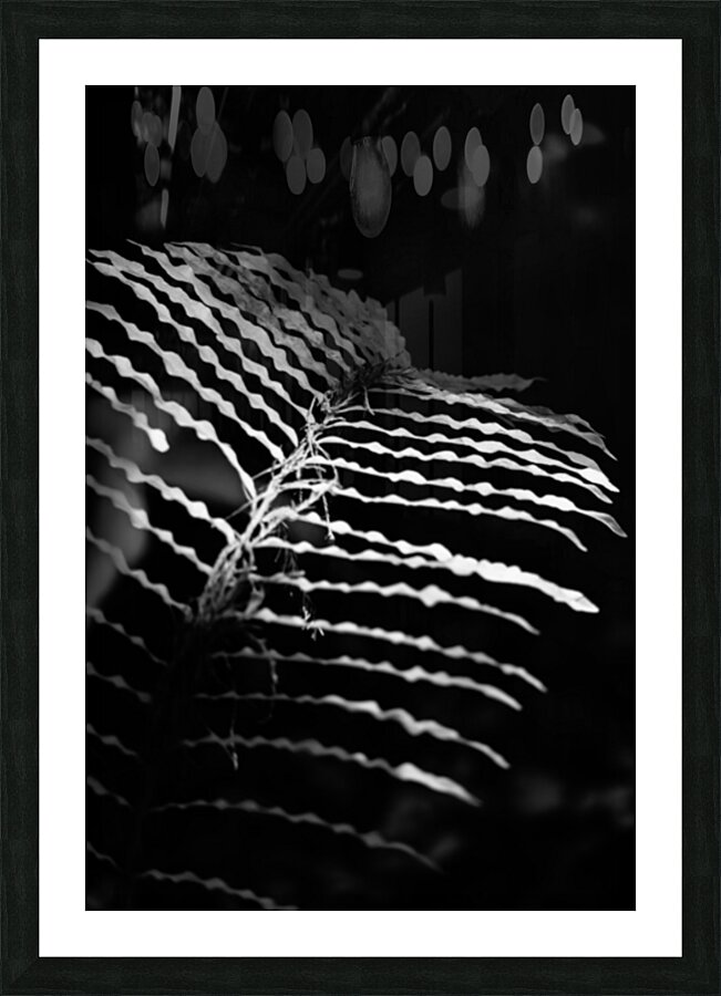 The Fern’s Quiet Frequency Picture Frame print
