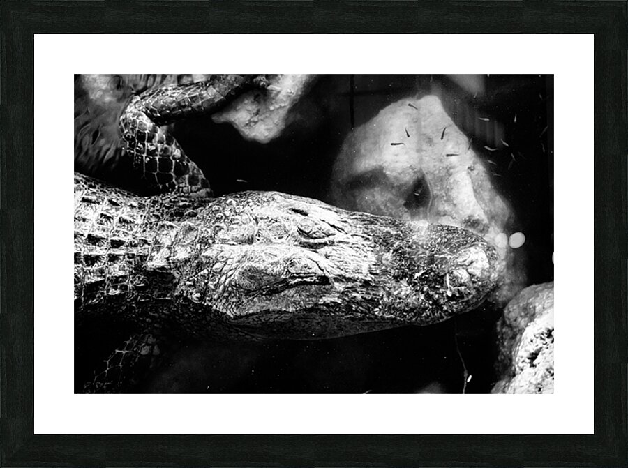 The Patient King Picture Frame print