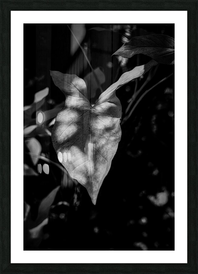 The Light That Finds Leaves Picture Frame print