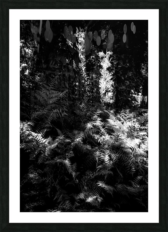 Fernlight Picture Frame print