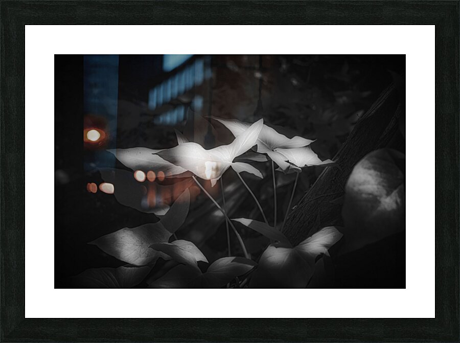 Six Petals of Quiet Fire Picture Frame print