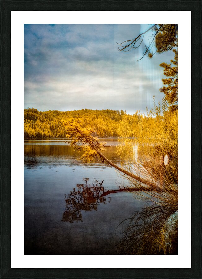 Shadows and Reflections: Overhanging Trees on Center Lake Picture Frame print