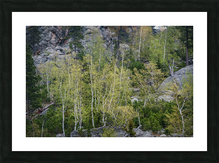 Apsen Grove on a Hill Picture Frame print