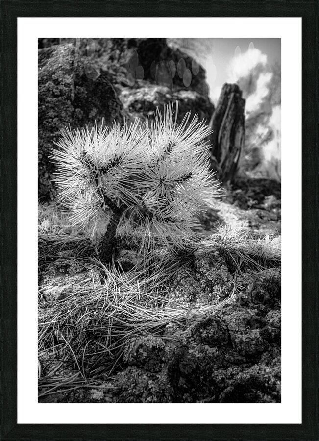 Exploring Sylvan Lake: A Baby Pine Impression et Cadre photo