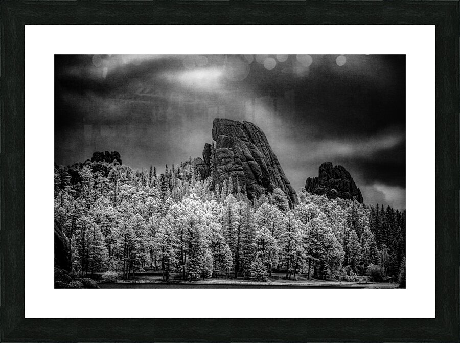 Sylvan Shadows: A Moody Encounter with Natures Drama in Custer State Park Picture Frame print