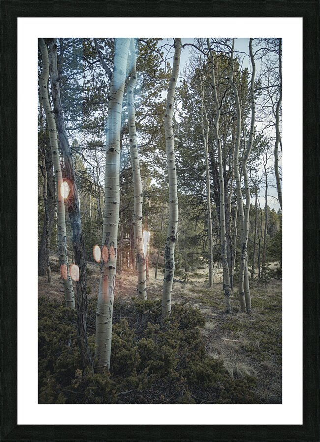 Mueller Aspen Series: Aspen Tree Trail Picture Frame print