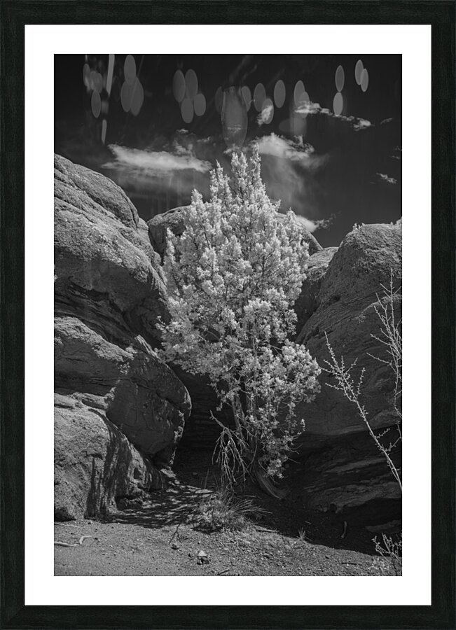 Rock Tree Picture Frame print