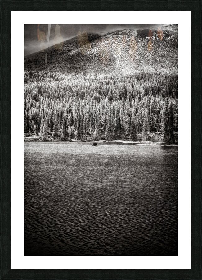 Enchanted Wilderness: Moose Haven in Rocky Mountain Park Picture Frame print