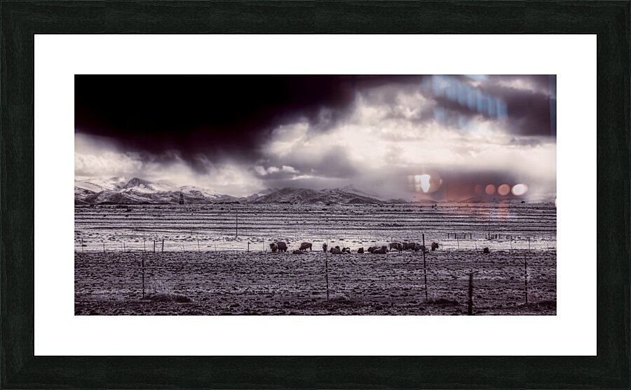 Stormy Bison Territory Picture Frame print