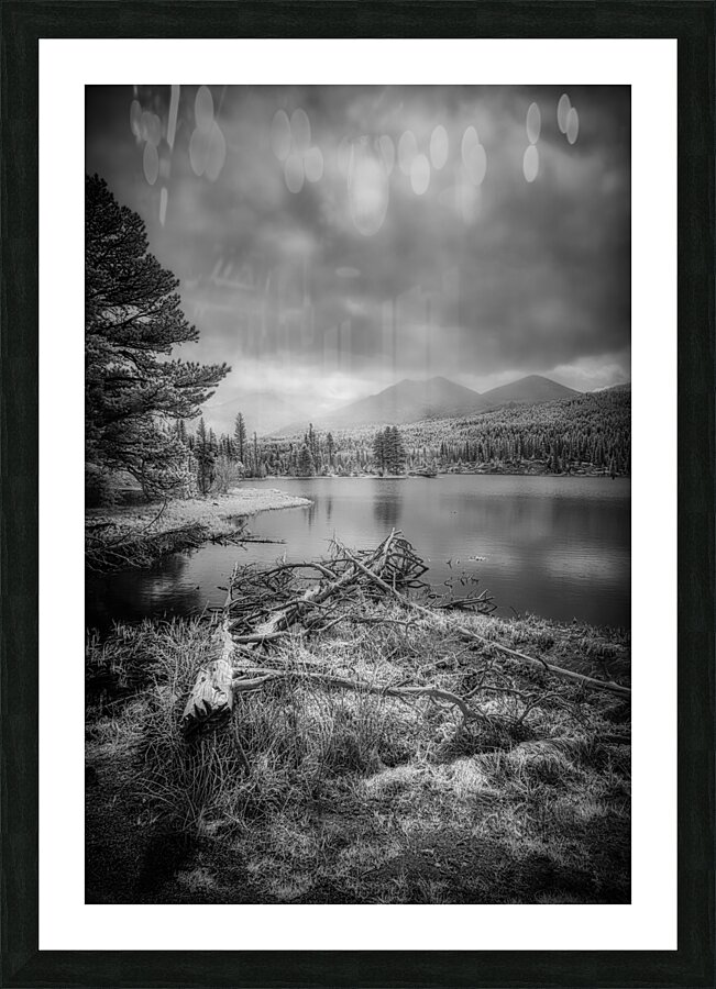 Fallen Sentinels: Rocky Mountain National Park Picture Frame print