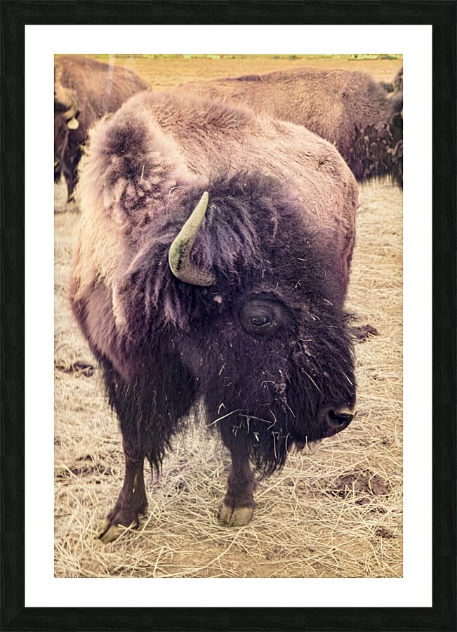 Mane of the Plains Picture Frame print