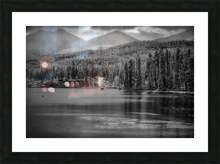 Wilderness Elegance: Moose in Rocky Mountain Park Picture Frame print