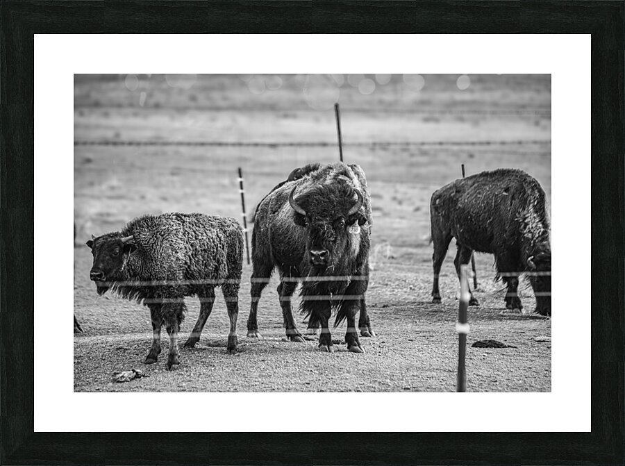 Wild Essence Captured Impression et Cadre photo