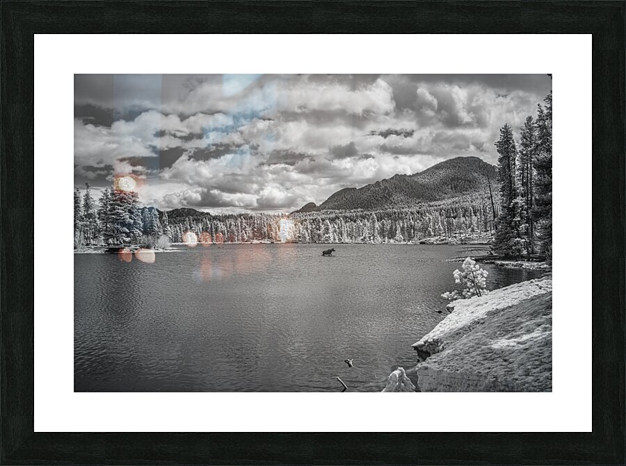 Wild Harmony - A Journey into Natures Beauty Picture Frame print