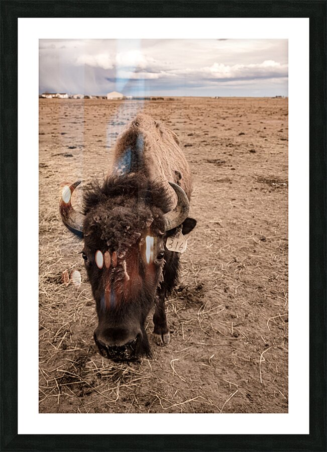 Snapshot from the Wild: Bison 316 Picture Frame print