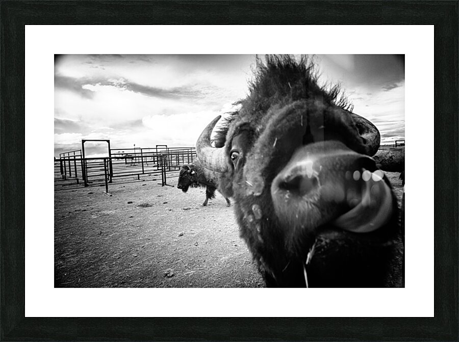 Hello: A Bison’s Surprise Greeting Picture Frame print