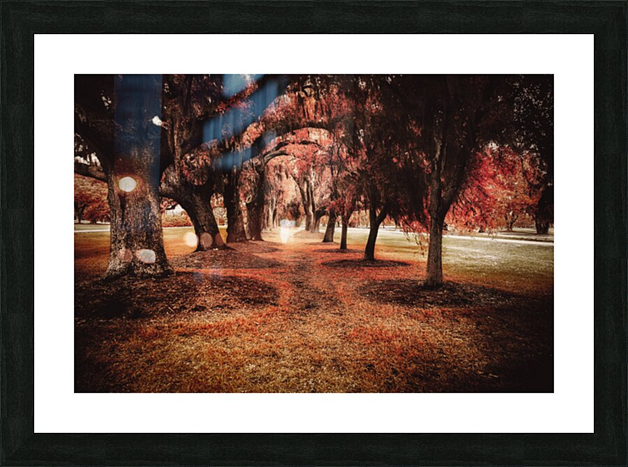 Crimson Avenue of Oaks Picture Frame print