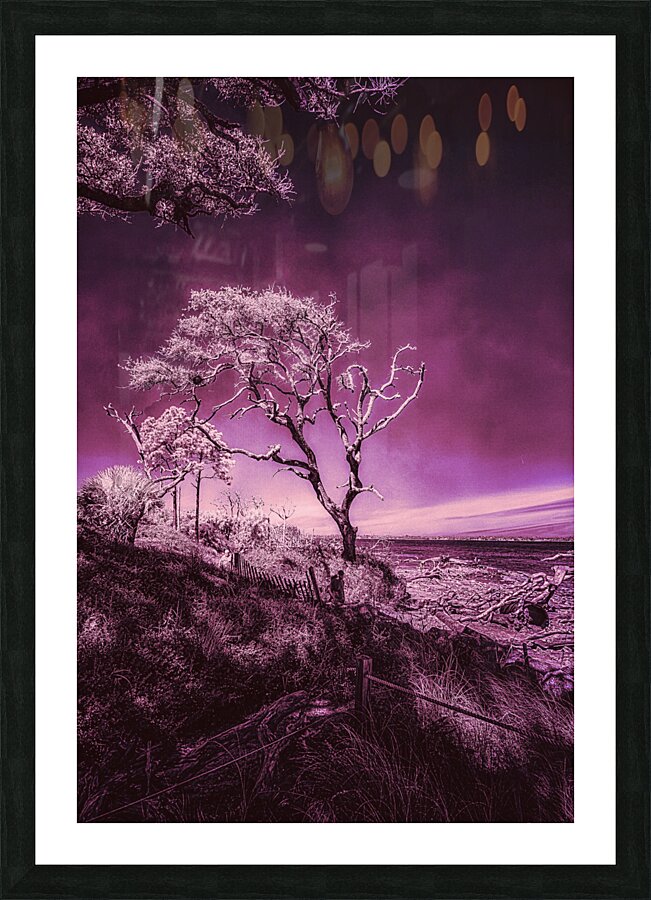 Purple Bonsai:A Botanical Marvel Unveiled on Driftwood Beach Picture Frame print