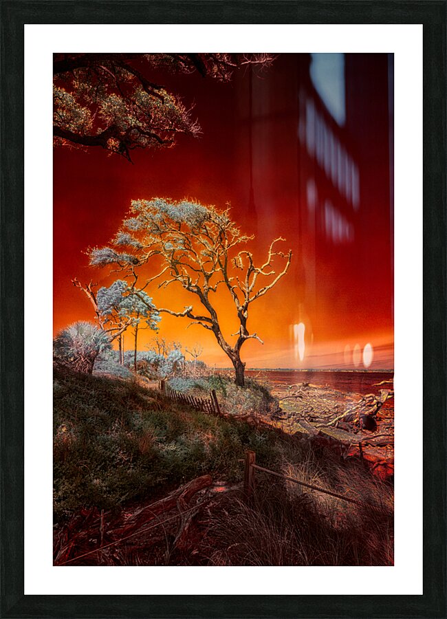 Ruby Bonsai: A Botanical Marvel Unveiled on Driftwood Beach Picture Frame print