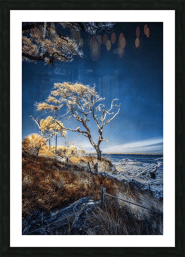 Blue Bonsai: A Botanical Marvel Unveiled on Driftwood Beach Picture Frame print