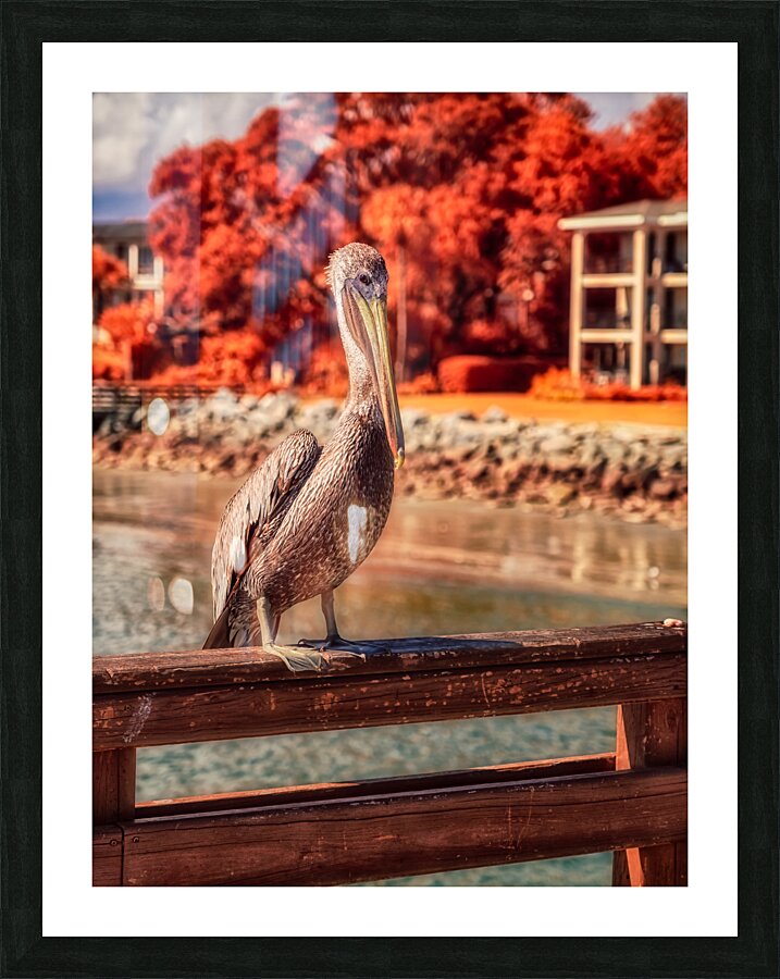 Pier Perch: A Quest for the Majestic Pelican at Saint Simons Island Georgia Picture Frame print